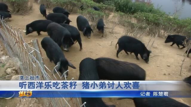 什么猪体重不过100?还听西洋乐吃茶籽,茶山1600只茶香猪卖价高