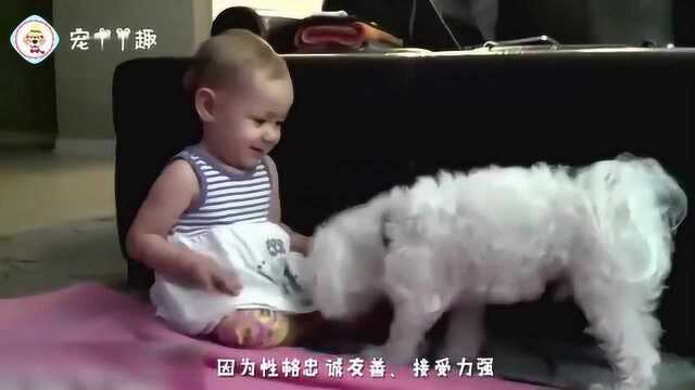 它是欧洲古老的犬种,就喜欢逮着你撒娇的马尔济斯犬