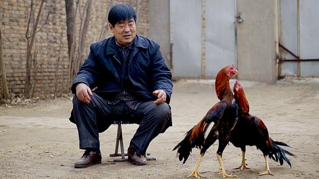 中国最后一个斗鸡人,把鸡看得比钱都重要,如今难找继承人