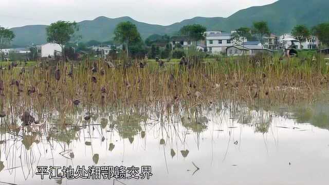 舌尖上的中国:品中国地域文化百态,鸡鸭.