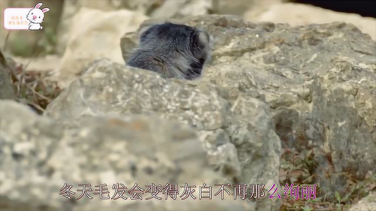 兔逊是最凶猛的猫科动物,不适合于饲养_高清1080P在线观看平台_腾讯视频