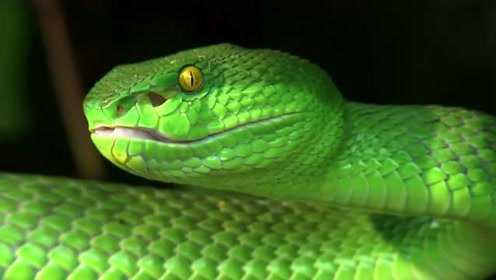 它是中国十大毒蛇之一，也是蛇界小不点！