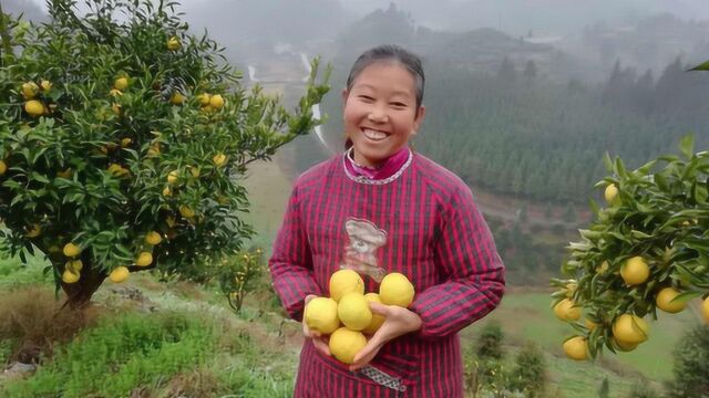 一个被遗忘在大山里面的水果皇后,湖南洪江黄金贡柚