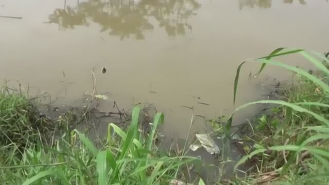 钓鱼:水沟里的鳑鲏鱼颜色鲜艳,非常漂亮