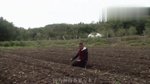 农村人工种植的冬虫夏草一斤卖500块钱,大家觉得值这个价格吗?