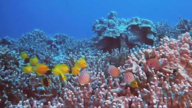 海洋深处:海底里面的珊瑚是由植物和珊瑚虫组成,好看!