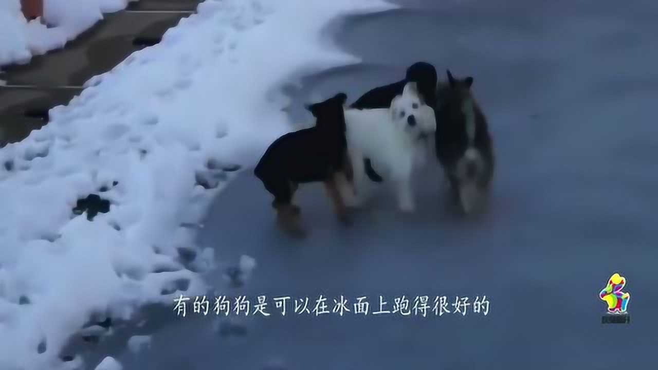 狗狗在冰面上玩耍，滑冰有风险尝试需谨慎，画面简直太搞笑了！_高清1080P在线观看平台_腾讯视频