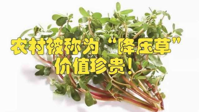 农村被称为“降压草”,曾经只是牲畜的饲料,其实价值珍贵!