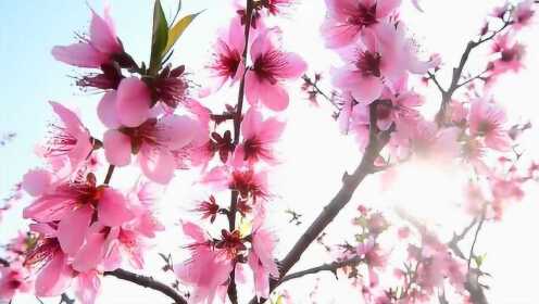 [图]《三月桃花雨》