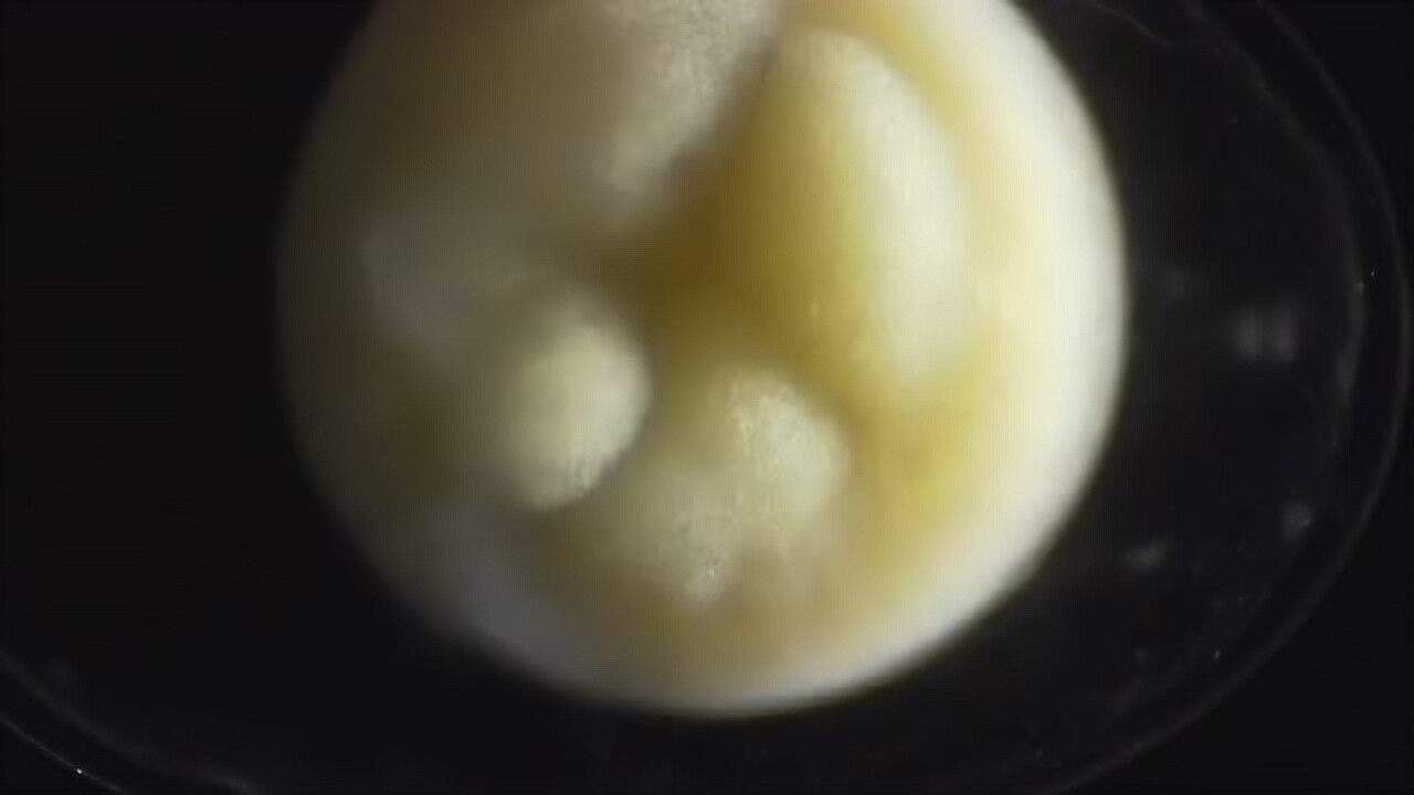 一个细胞成长为完整生命体的全过程，原来奇迹就是这样诞生的_高清