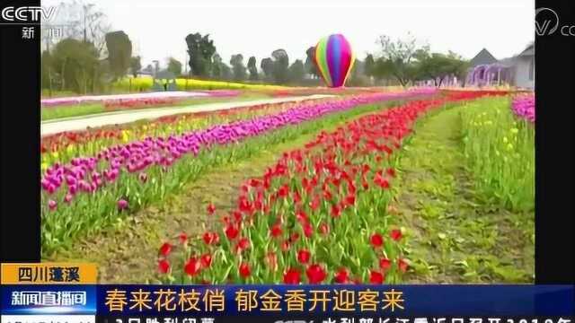 鲜花美景迎春色 游人赏玩乐其中