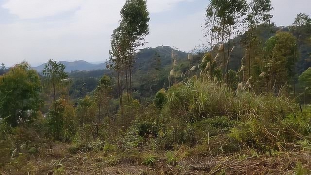 天心水聚财富地,风水大师寻龙点穴,看阴宅祖坟地理墓地风水宝地