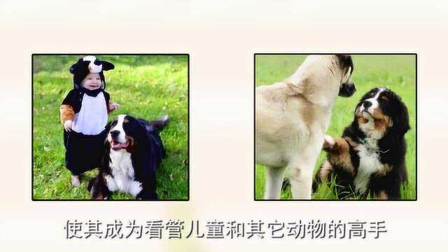 伯恩山犬的性格特征