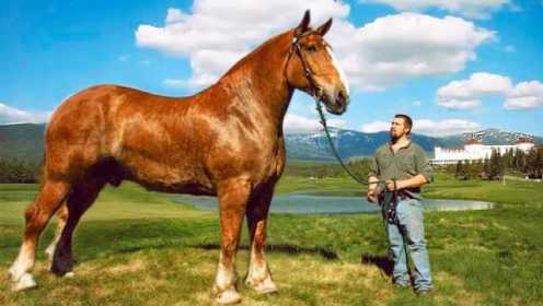 世界上最大的四匹马，这么高的马怎么骑？