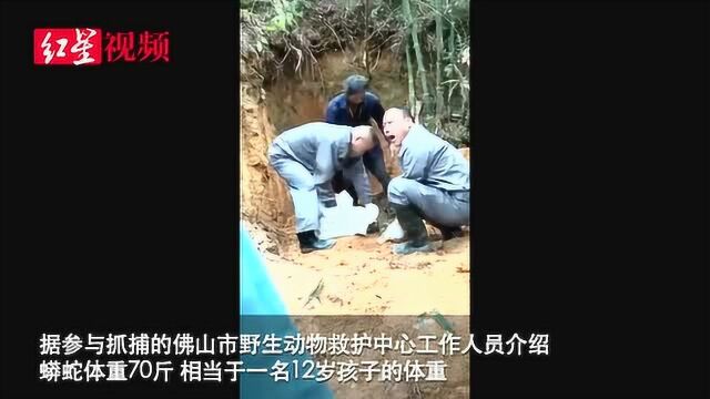 佛山惊现70斤大蟒蛇,几位捕蛇专家合力将其捕获