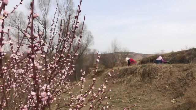 甘肃通渭老家苜蓿地里,掐满一筐可真不容易,掐累了这样找乐趣