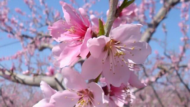 “花海徜徉 乐享休闲”——北京平谷第二十一届桃花节