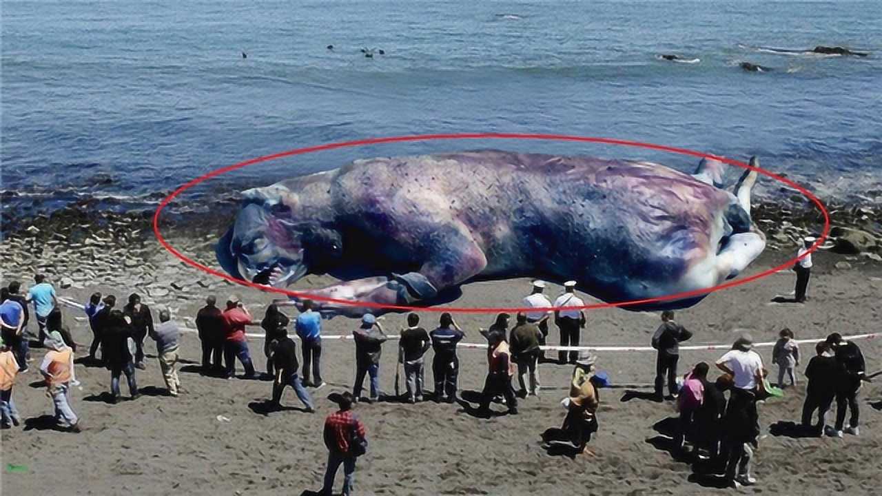 世界三个不可思议的海怪,它们到底是什么,至今依然是未解之谜!