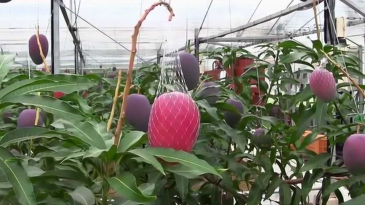 日本红芒果芒果新鲜网友这样的芒果没见过芒果农场