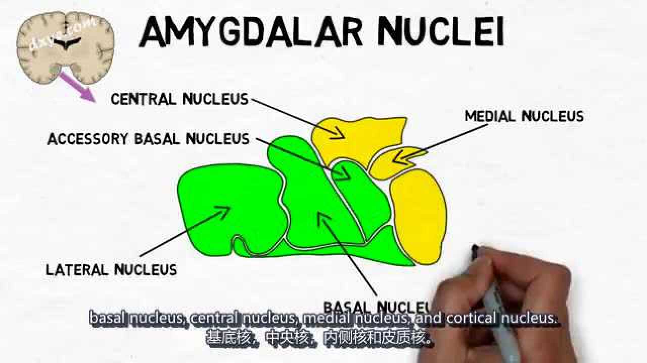 2分钟神经科学 - 杏仁核_腾讯视频