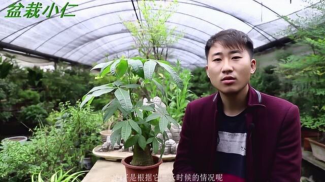 盆栽小仁:发财树的种植及养护方法!