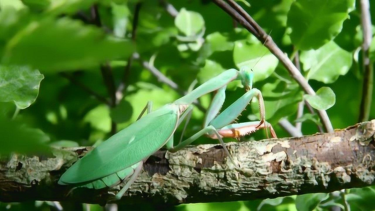 澳洲芽翅螳螂为了能生下健康的宝宝它的做法可谓是残酷无情