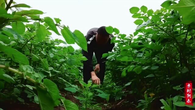 农村不起眼的灰灰菜,竟然有这么多的价值!既能食用又能药用