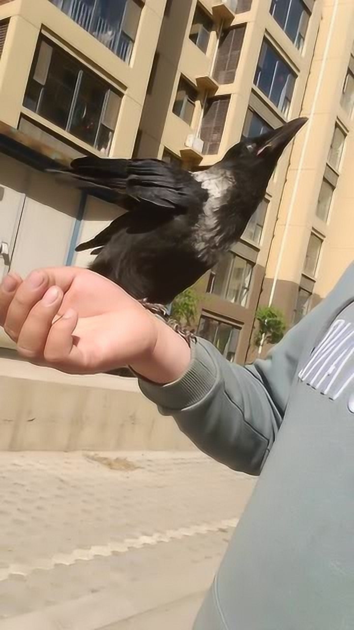 养了17天的白颈乌鸦真是太可爱了