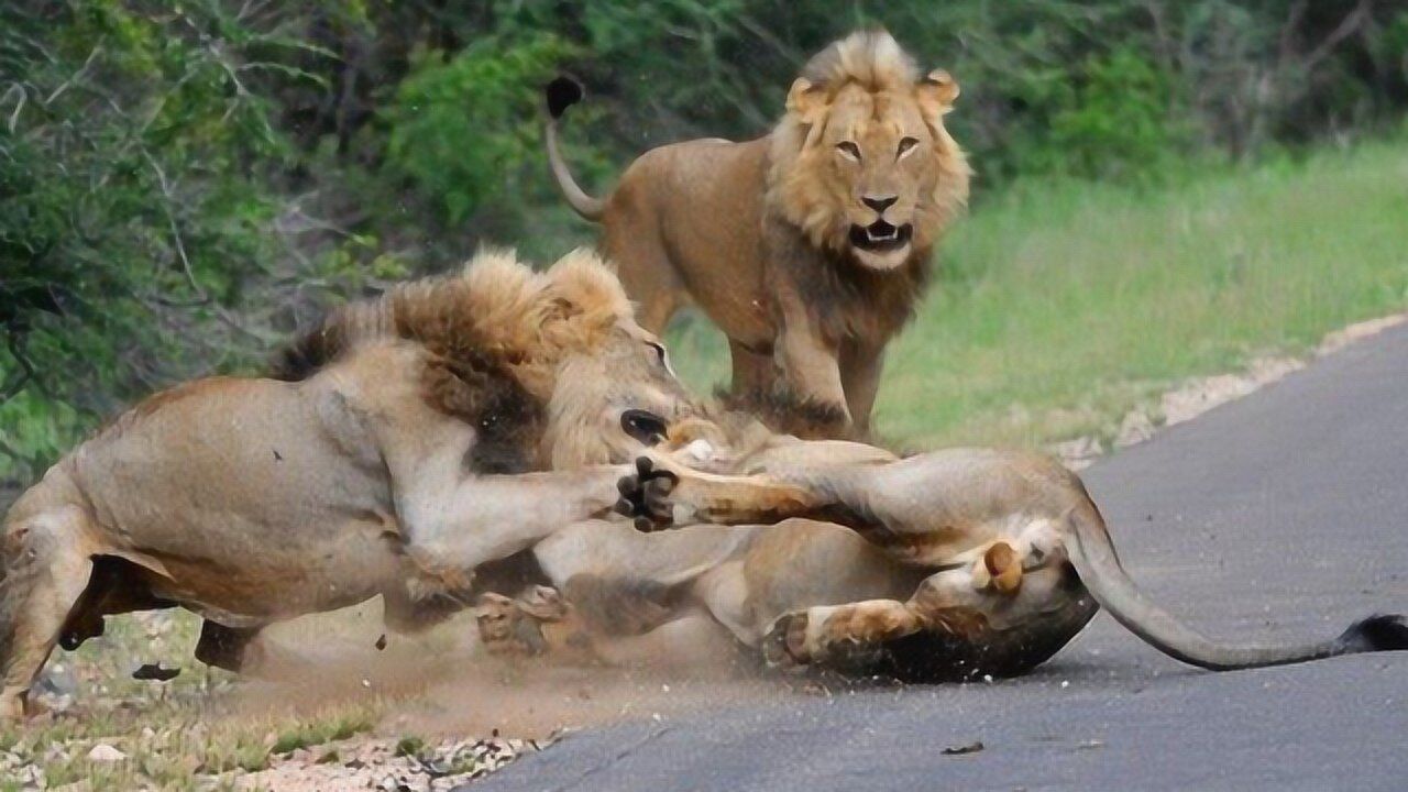 必死无疑!一头雄狮遭到两头雄狮围殴