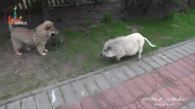 小柴犬和宠物猪的“初邂逅”!猪狗同框的画面怎么这么搞笑