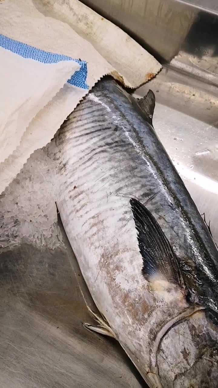 kingfish也叫王鱼国内叫马鲛鱼