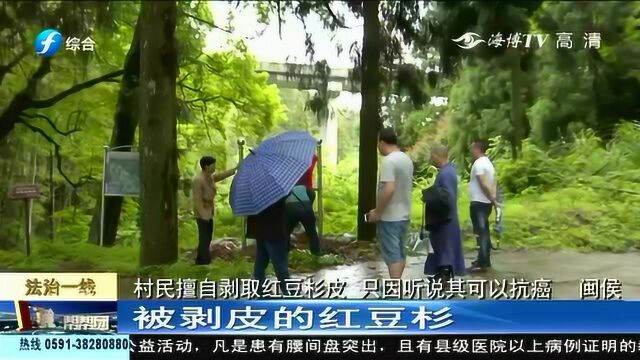 红豆杉近500年树龄,却惨遭村民扒皮,只因听说能抗癌?