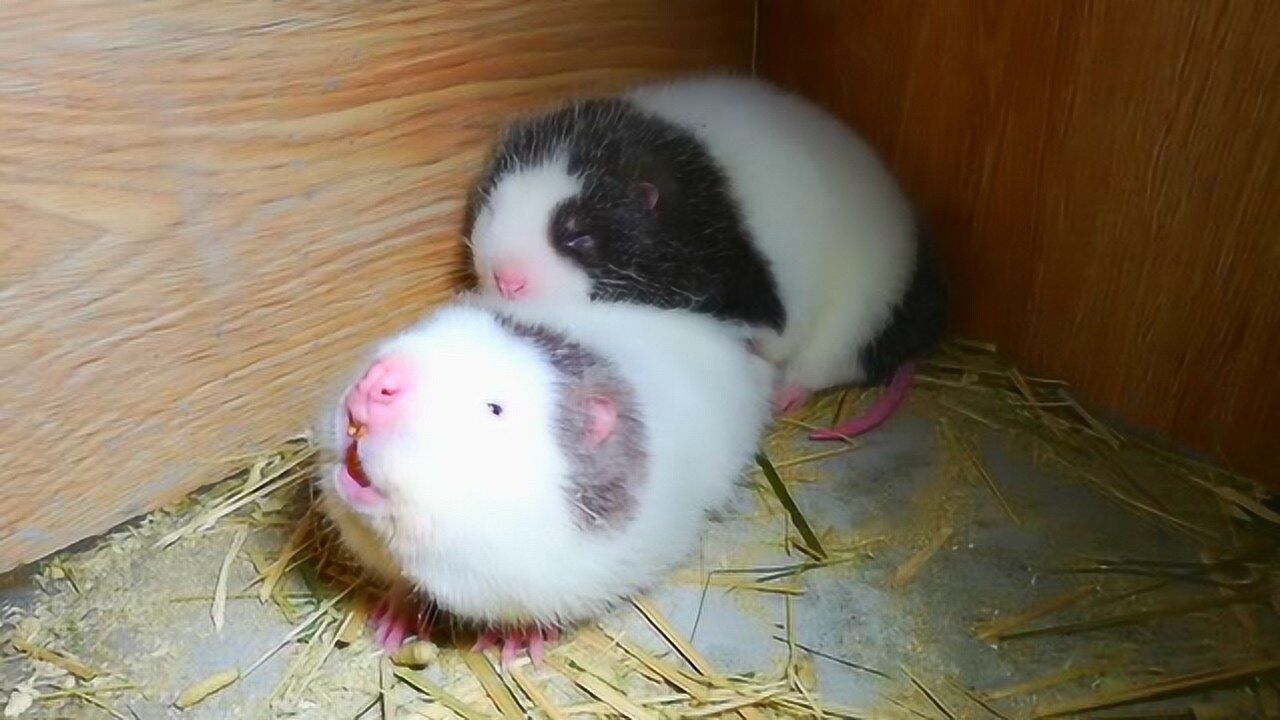 竹鼠过家家,嬉闹,嗑竹,酣睡如猪就数它