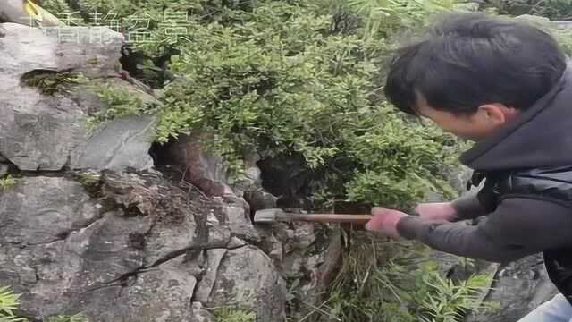 敲开石缝挖出来一棵怪桩铁马鞭,奇特古老,上好的盆景素材