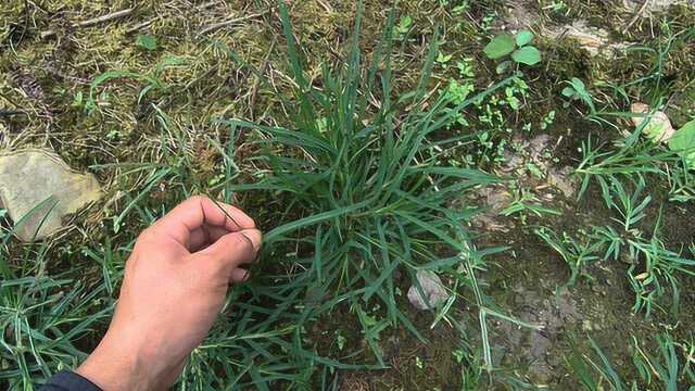 牛筋草,禾本科植物,农村最常见的野草,有很好的价值用途