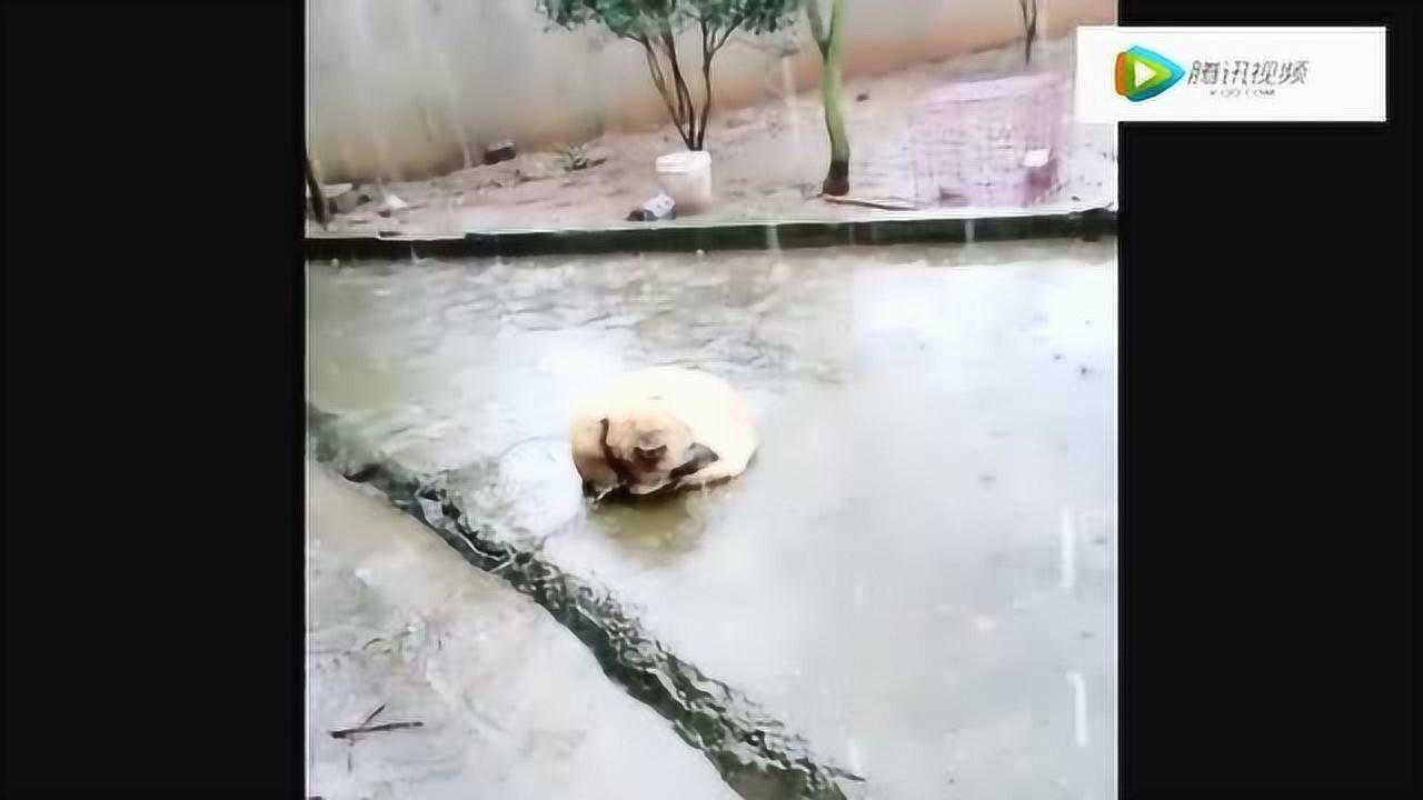 这只淋雨的狗狗,像不像失恋的人们,在雨中哭泣!