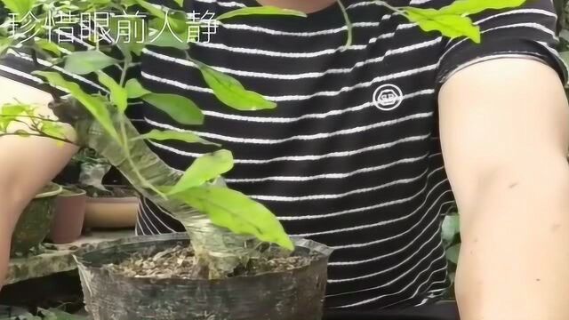 河沙栽种盆景素材的误区?哪种河沙栽培树桩长势会更好呢