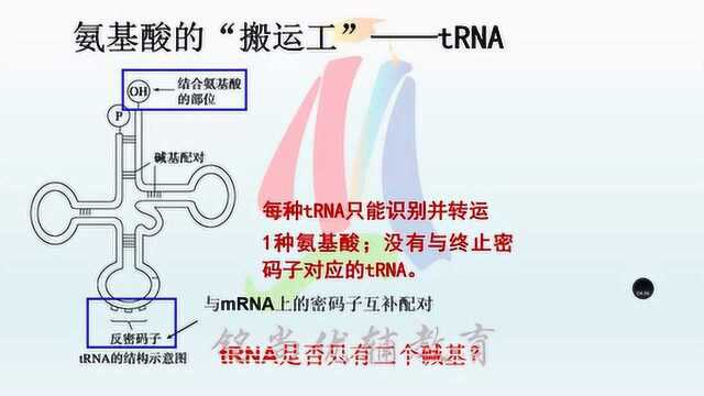 生物李老师基因的表达