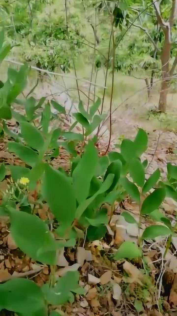 大玉珠药材图片图片