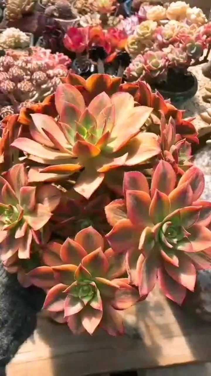 星爆法师极致状态