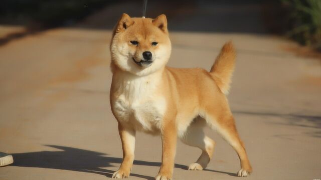 适合女孩子们养的豆柴犬!比柴犬还要可爱!