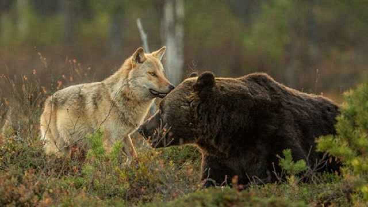 狼群遭遇棕熊,这是数量和力量的终极pk,到底鹿死谁手?