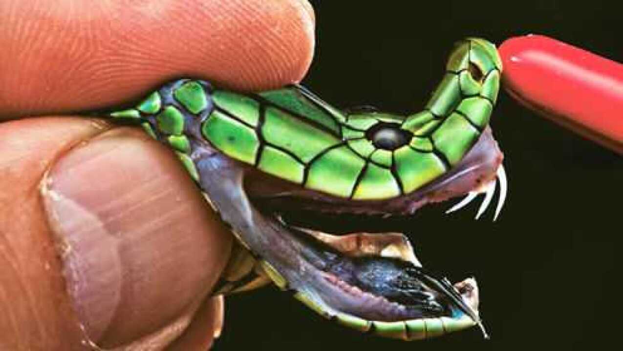 世界上最毒的10种蛇排第1的这位你可能永远都不想遇到它