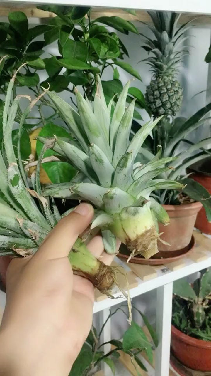 种植菠萝凤梨的一些小技巧