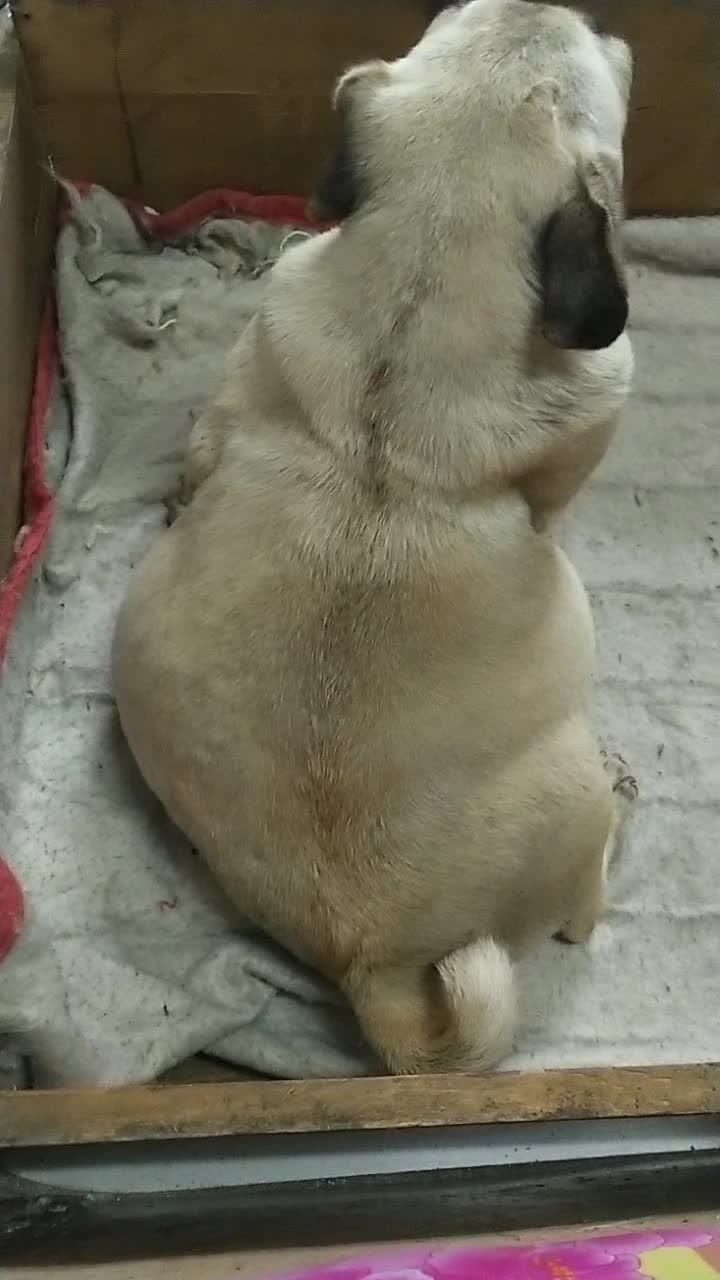 肚子都快爆炸了