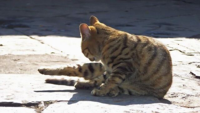 我国唯一获得认证的猫品种:在国外备受推崇,国内却都以为是土猫