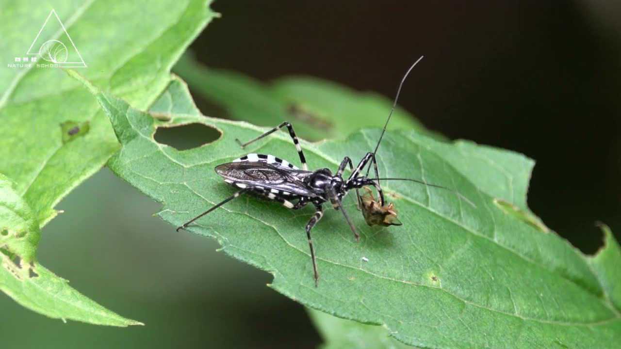 菜鸟认昆虫35环斑猛猎蝽