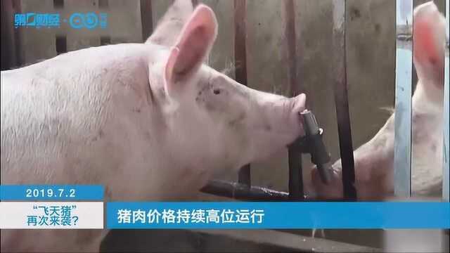 飞天猪再次来袭?猪肉股全线走高,机构:关注板块后续的上涨机会