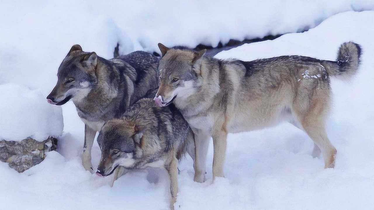 鹰与狼的巅峰对决凶悍老鹰捕捉野狼瞬间秒杀帅呆了