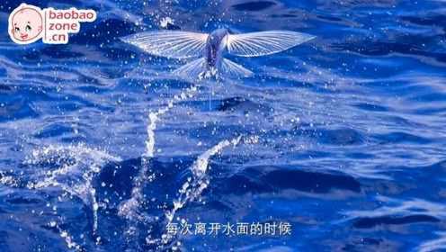 海洋科普 09 拥有“超能力”的鱼儿